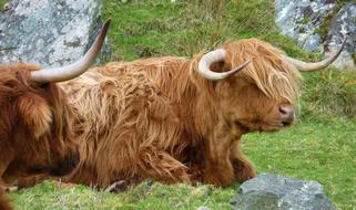 Highlandrind cattle resting on meadow