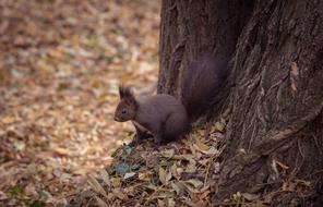 charming squirrel tree
