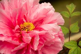 Spring Equinox Flowers And Plants
