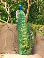 fabulous Peacock green Colors
