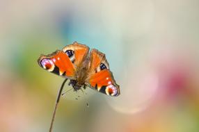 Peacock Butterfly close-up on blurred background