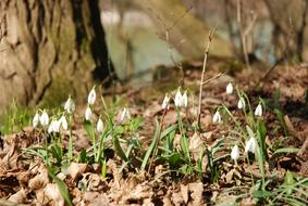 Snowdrops Floodplain Forest Spring