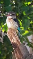ravishing Kingfisher Bird