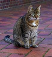 city Cat Domestic