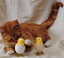 Cat Egg Chicken
