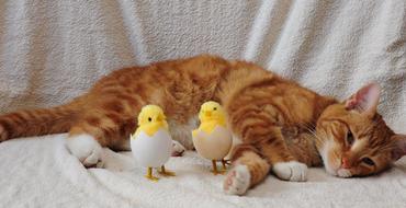 goodly Cat Egg Chicken