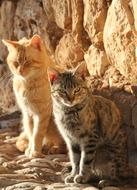 two Cats sun