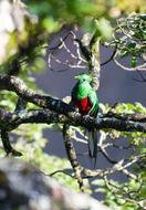 goodly Quetzal Bird Wild