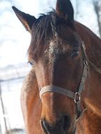 impressively beautiful Horse Brown Animal