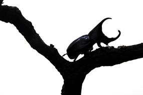 Beetle Background Rhinoceros black