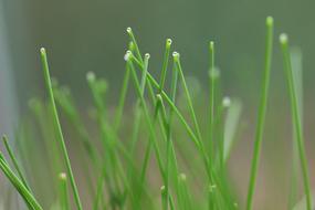 wet long grass