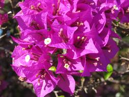 Bougainveilla Purple