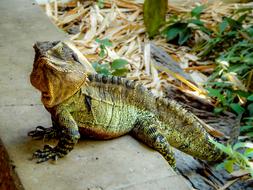 Lizard Water Dragon