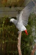 white parrot on a branch in the yard