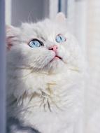 perfect Eyes White Domestic cat