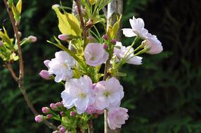 Pink Blossom