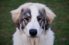 Dog Iberian Mountain close-up on blurred background