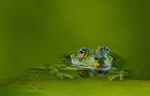 Frog Pond Water green