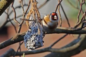 goodly Stieglitz Songbird