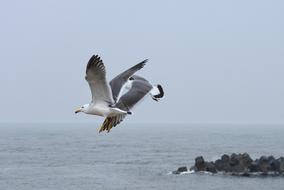 two seagulls in flight above water at Beach