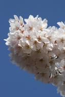 branch of fragrant flowers