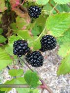 blackberries ripened on the ground