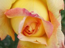 Rosa Spring Garden