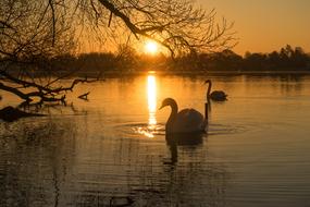 goodly Swan Lake sunset