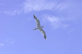 seagull with wingspan in the sky on a clear day