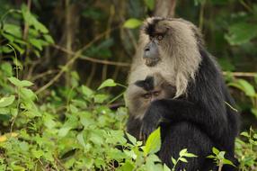 wild Lion Tailed Macaque, ghats, india