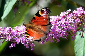 red Butterfly Wildlife Insect