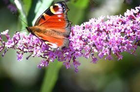 peacock Butterfly on flowers of summer lilac