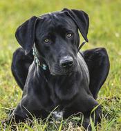 Dog Pet