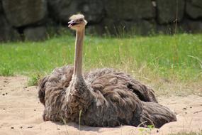 Strauss, Bird rests on sand in Zoo
