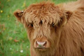 Cow Calf Highland