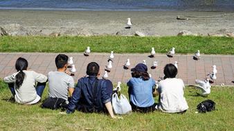 seagulls near people