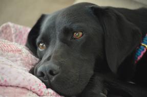 fabulous Labrador Dog Black