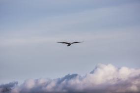 bird of prey is flying above the clouds