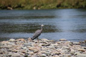 fabulous Bird River Stones