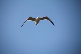 grey white Seagull at blue sky