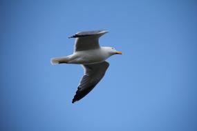 the swift flight of the seagull