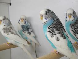 flock of budgies in a cage