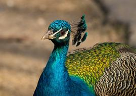 Peacock Bird Zoo blue