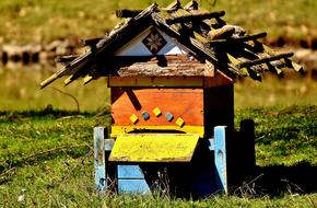 Beehive Bees Wood