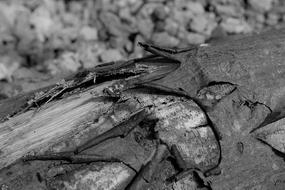 old wooden log