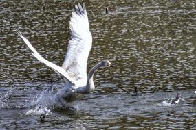 goodly Lake Swan white