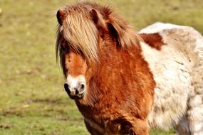 portrait of ravishing Brown and white Pony