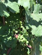 Grape Field
