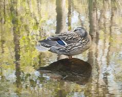 beautiful mallard stands in a puddle