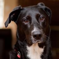 closeup portrait of goodly Dog Canine